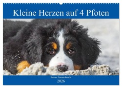Cover-Bild zum Titel 'Kleine Herzen auf 4 Pfoten - Berner Sennenhunde (Wandkalender 2026 DIN A2 quer), CALVENDO Monatskalender' von 'Sigrid Starick'