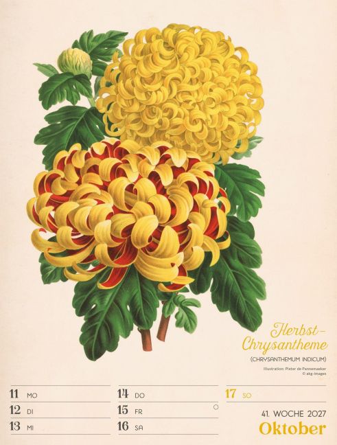 InsideView 45
