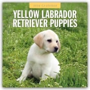 Yellow Labrador Retriever Puppies - Gelbe Labrador Retriever Welpen 2026 - 16-Monatskalender - Robin Red