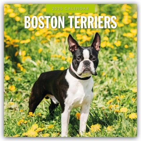 Boston Terriers - Boston Terrier 2025 - 16-Monatskalender - 