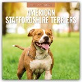 American Staffordshire Terriers - American Staffordshire Terrier 2025 - 16-Monatskalender - 