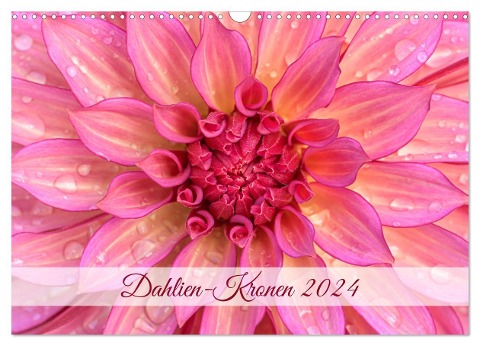 Dahlien-Kronen (Wandkalender 2024 DIN A3 quer), CALVENDO Monatskalender - Rainer Plett