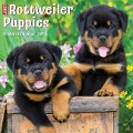 Just Rottweiler Puppies 2024 12 X 12 Wall Calendar - Willow Creek Press
