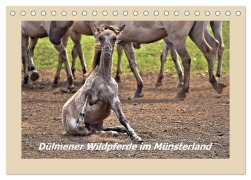 Dülmener Wildpferde im Münsterland (Tischkalender 2026 DIN A5 quer), CALVENDO Monatskalender - Bettina Hackstein