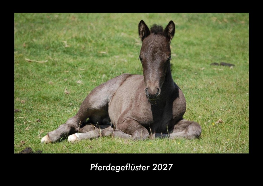 Pferdegeflüster 2027 Fotokalender DIN A3 - Tobias Schmitt, Kevin Heber