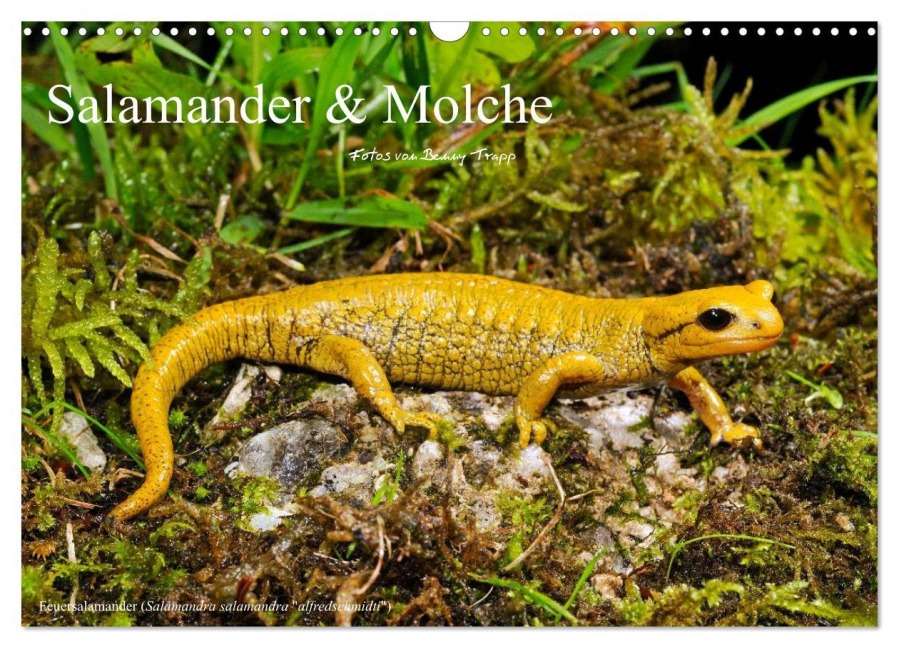 Salamander und Molche (Wandkalender 2026 DIN A3 quer), CALVENDO Monatskalender - Benny Trapp