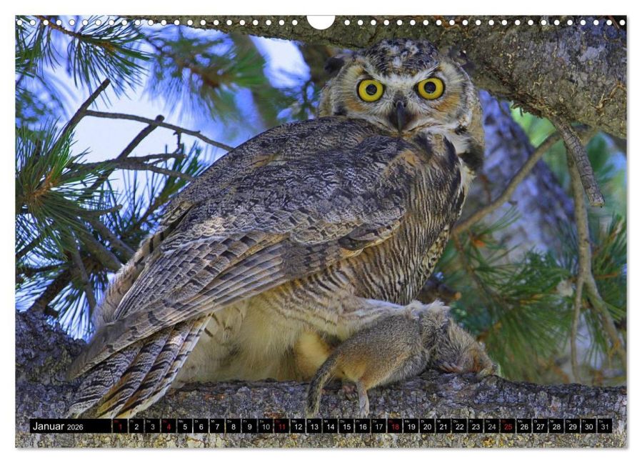 InsideView 6