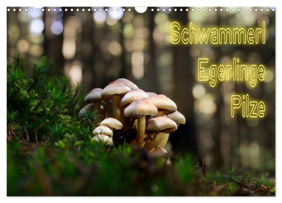Schwammerl Egerlinge Pilze (Wandkalender 2026 DIN A3 quer), CALVENDO Monatskalender - Birte Zabel