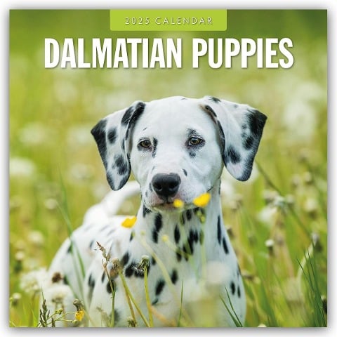 Dalmatian Puppies - Dalmatiner Welpen 2025 - 16-Monatskalender - 