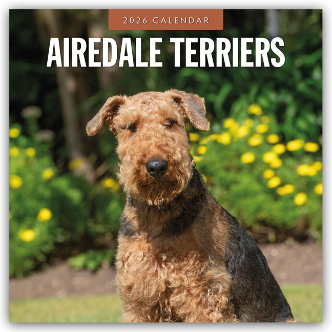 Airdale Terriers - Airdale Terrier 2026 - 16-Monatskalender - Robin Red