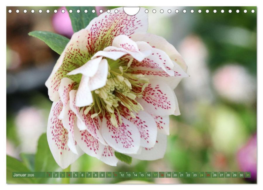 InsideView 6