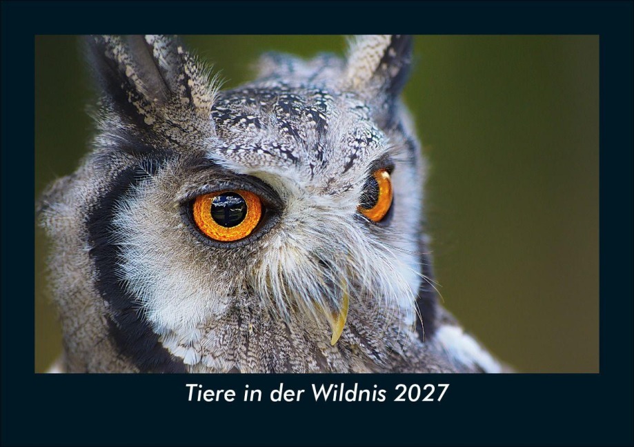 Tiere in der Wildnis 2027 Fotokalender DIN A5 - Tobias Schmitt, Kevin Heber