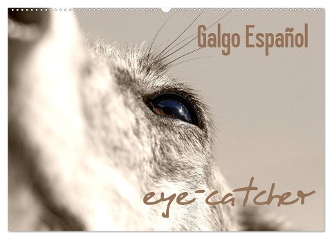 Galgo eye-catcher (Wandkalender 2024 DIN A2 quer), CALVENDO Monatskalender - Pfoten-Design Andrea Redecker