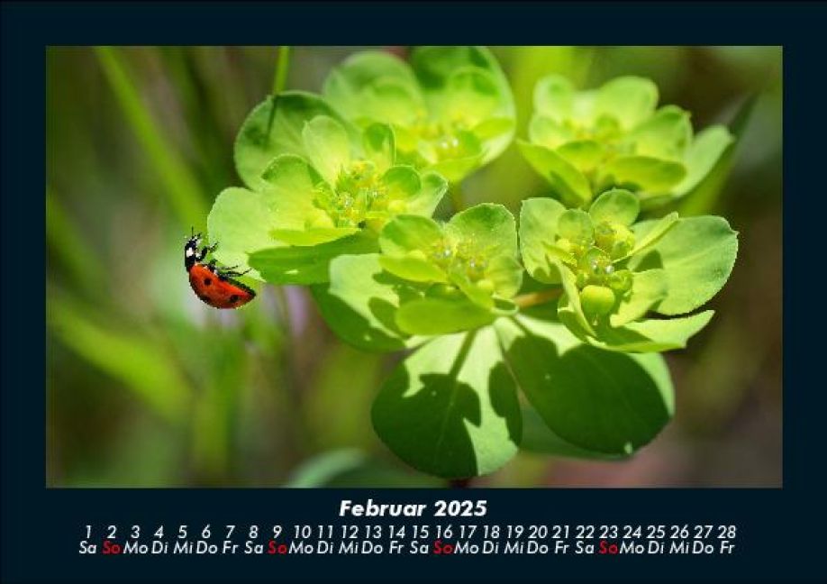 InsideView 6