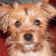 Cover-Bild zum Titel 'Chikomann' von 'Peter S. Fischer'