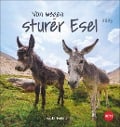 Esel Postkartenkalender 2025 - Von wegen sturer Esel - 