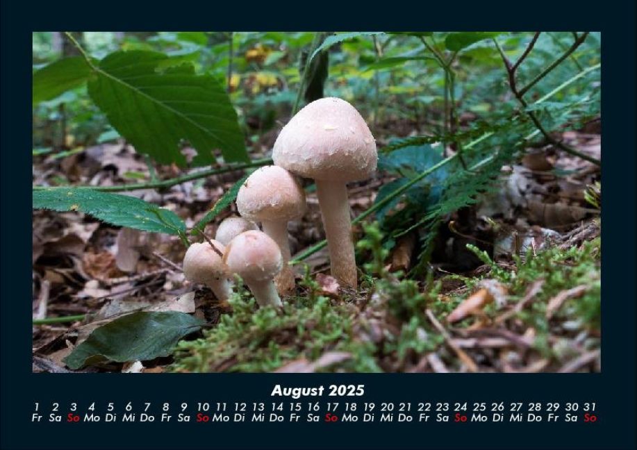 InsideView 12