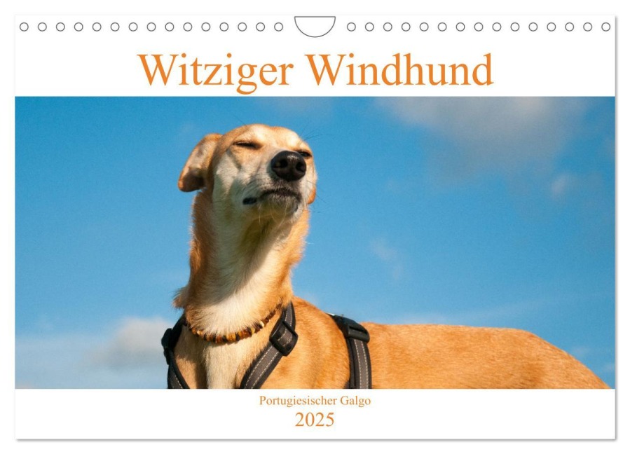 Witziger Windhund - Portugiesischer Galgo (Wandkalender 2025 DIN A4 quer), CALVENDO Monatskalender - Meike Bölts