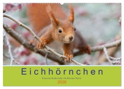 Cover-Bild zum Titel 'Eichhörnchen - Kleine Kobolde im Roten Pelz (Wandkalender 2026 DIN A2 quer), CALVENDO Monatskalender' von 'Margret Brackhan'