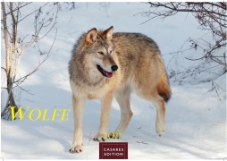 Cover-Bild zum Titel 'Wölfe Kalender 2027 - Wandkalender | Fotokalender Tierkalender 35x50cm Grosses Format - . mit faszinierenden Wolf-Motiven,.' von ''