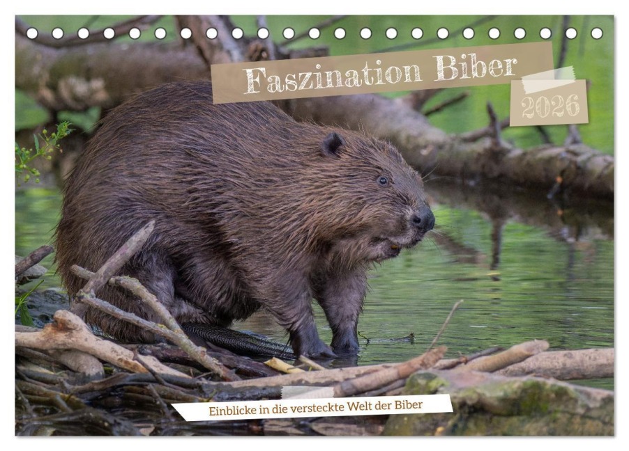 Faszination Biber (Tischkalender 2026 DIN A5 quer), CALVENDO Monatskalender - Jennifer Hetzel