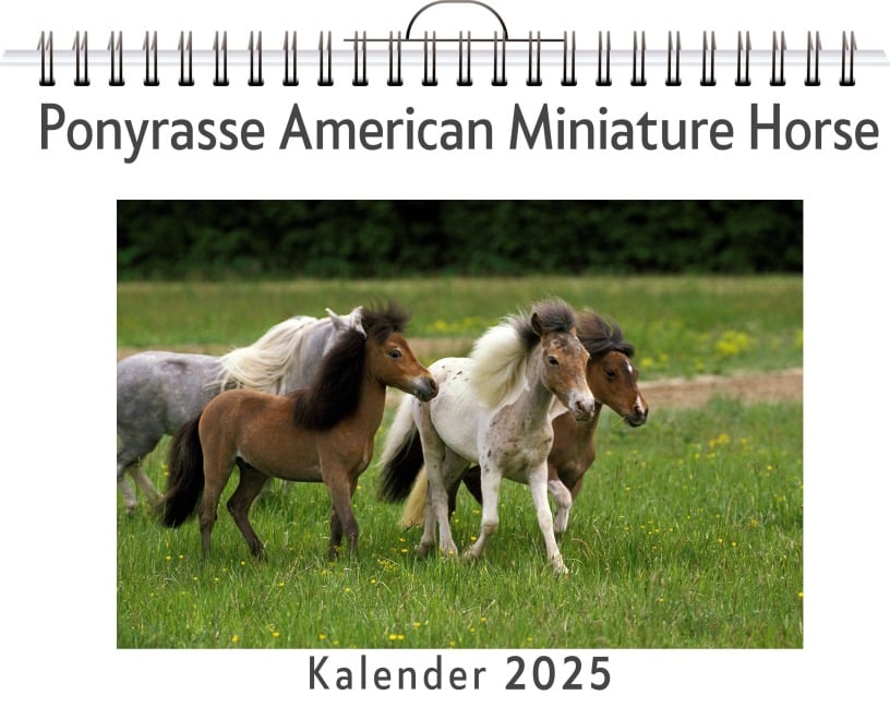 Ponyrasse American Miniature Horse - Samuel Wolf