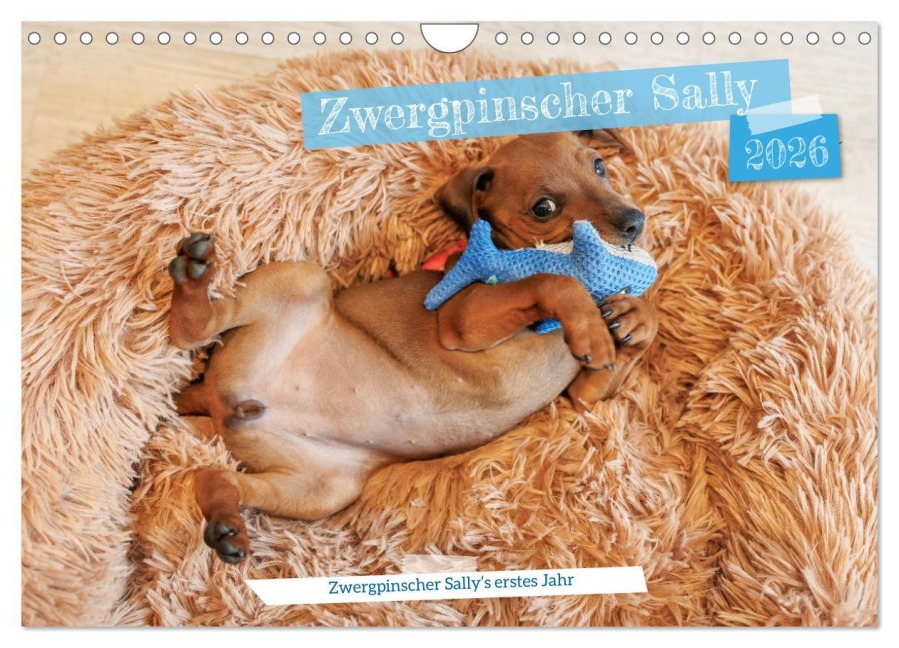 Zwergpinscher Sally's erstes Jahr (Wandkalender 2026 DIN A4 quer), CALVENDO Monatskalender - Frank Elbe