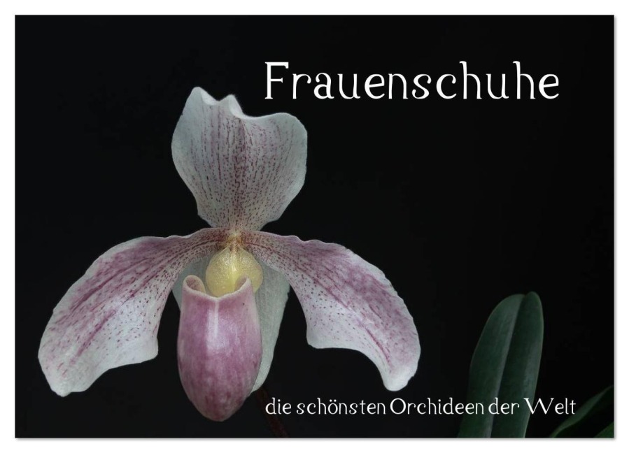 Frauenschuhe - die schönsten Orchideen der Welt (Wandkalender 2026 DIN A3 quer), CALVENDO Monatskalender - Holger Rochow