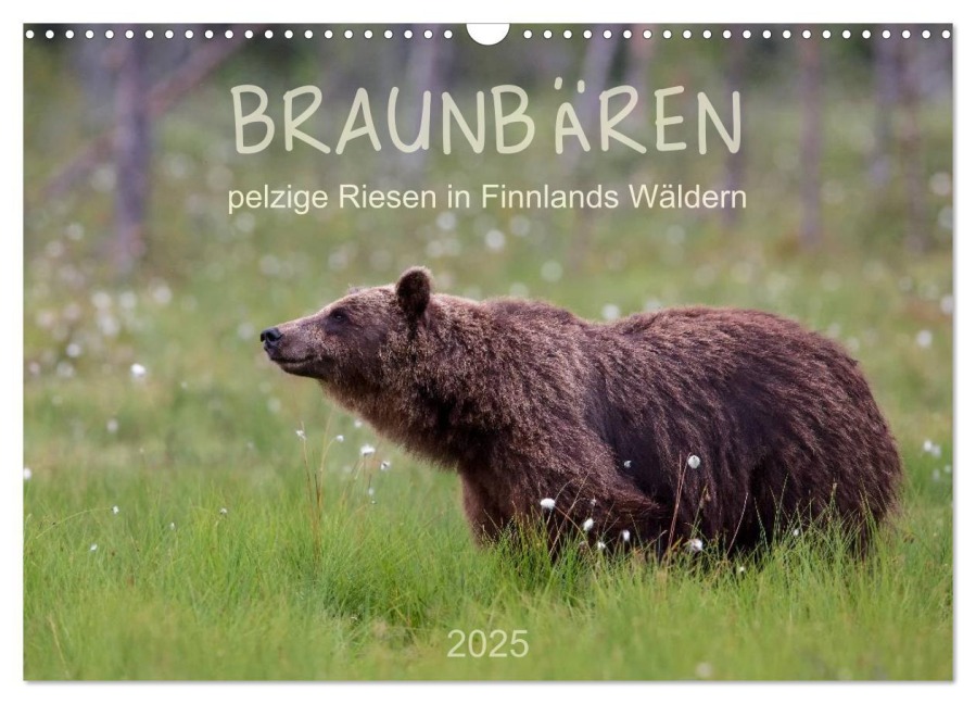 Braunbären - pelzige Riesen in Finnlands Wäldern (Wandkalender 2025 DIN A3 quer), CALVENDO Monatskalender - ©. Sandra Eigenheer