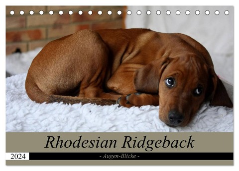 Rhodesian Ridgeback Augen-Blicke (Tischkalender 2024 DIN A5 quer), CALVENDO Monatskalender - Dagmar Behrens