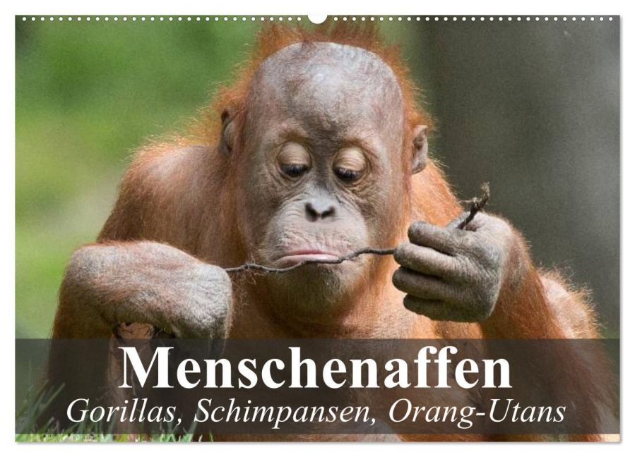 Menschenaffen. Gorillas, Schimpansen, Orang-Utans (Wandkalender 2025 DIN A2 quer), CALVENDO Monatskalender - Elisabeth Stanzer