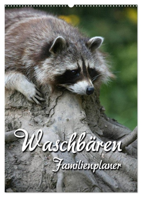 Waschbären Familienplaner (Wandkalender 2027 DIN A2 hoch), CALVENDO Monatskalender - Martina Berg