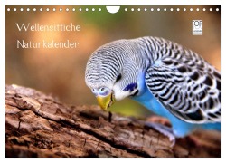 Cover-Bild zum Titel 'Wellensittiche - Naturkalender (Wandkalender 2026 DIN A4 quer), CALVENDO Monatskalender' von 'Björn Bergmann'