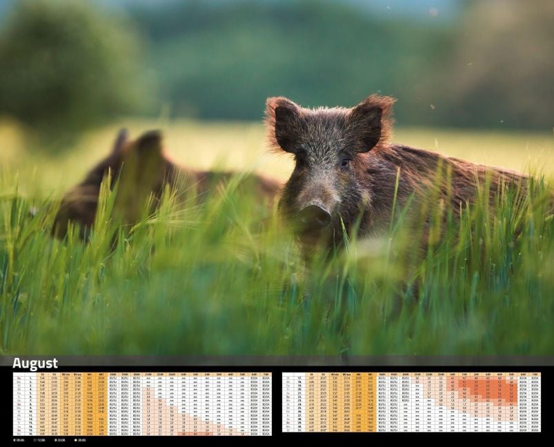 InsideView 8