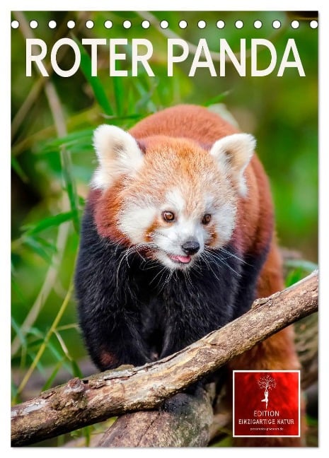 Roter Panda (Tischkalender 2025 DIN A5 hoch), CALVENDO Monatskalender - Peter Roder