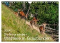 Die Natur erleben - Wildtiere in Graubünden (Wandkalender 2024 DIN A4 quer), CALVENDO Monatskalender - Jürg Plattner