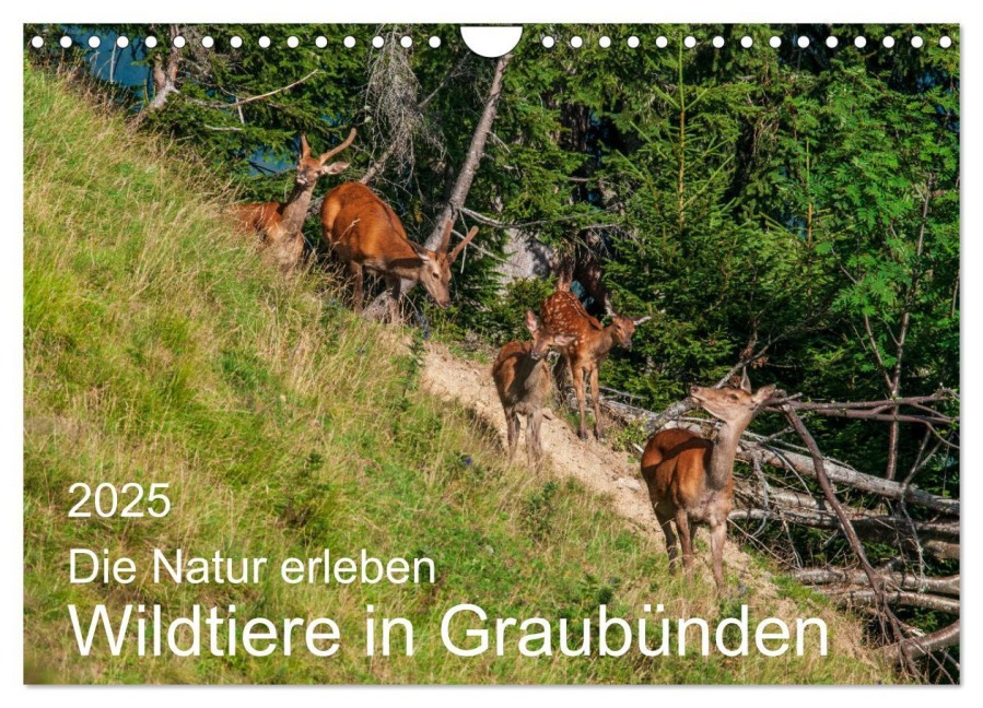 Die Natur erleben - Wildtiere in Graubünden (Wandkalender 2025 DIN A4 quer), CALVENDO Monatskalender - Jürg Plattner