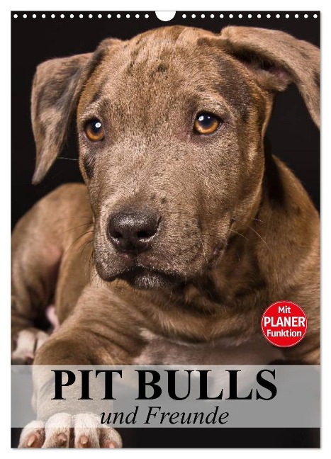 Pit Bulls und Freunde (Wandkalender 2025 DIN A3 hoch), CALVENDO Monatskalender - Elisabeth Stanzer