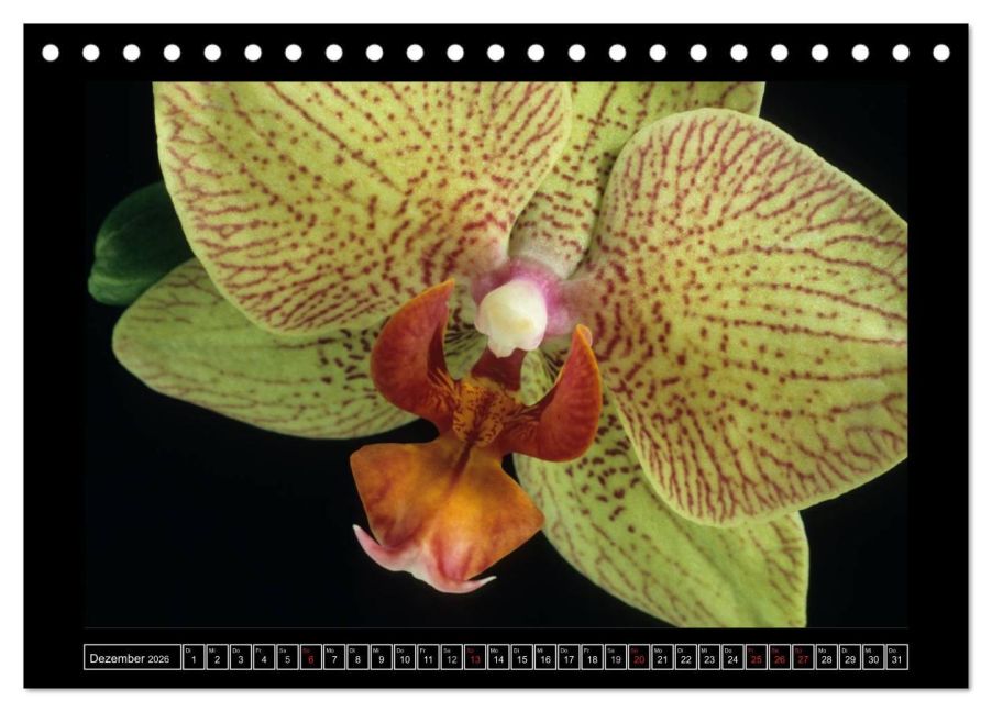InsideView 4