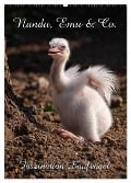 Nandu, Emu & Co. (Wandkalender 2025 DIN A2 hoch), CALVENDO Monatskalender - Martina Berg