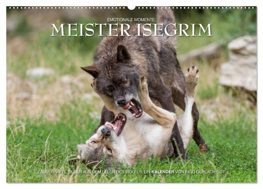 Meister Isegrim (Wandkalender 2026 DIN A2 quer), CALVENDO Monatskalender - Ingo Gerlach GDT