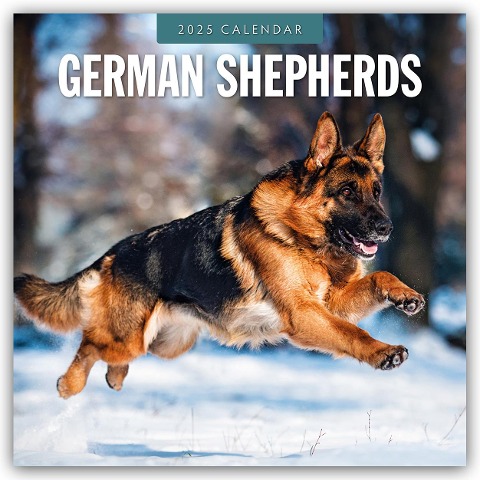 German Shepherds - Deutscher Schäferhund 2025 - 16-Monatskalender - 