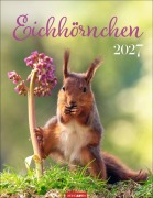 Cover-Bild zum Titel 'Eichhörnchen Kalender 2027' von ''