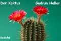 Der Kaktus - Gudrun Heller
