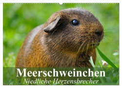 Cover-Bild zum Titel 'Meerschweinchen Niedliche Herzensbrecher (Wandkalender 2026 DIN A2 quer), CALVENDO Monatskalender' von 'Elisabeth Stanzer'