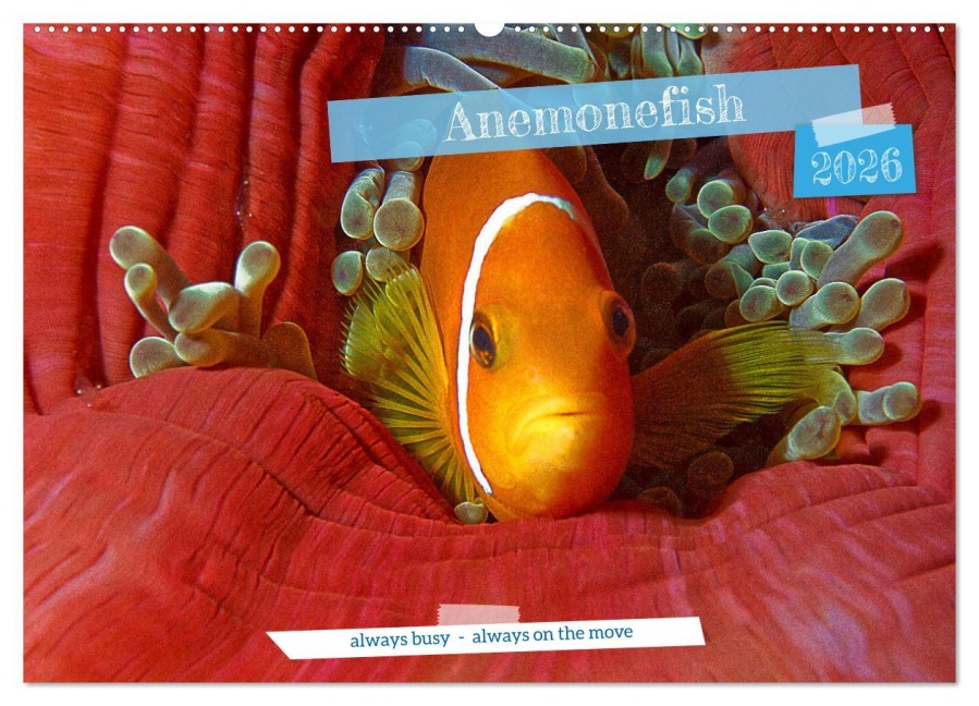 Anemonefish - always busy - always on the move (Wall Calendar 2026 DIN A2 landscape), CALVENDO 12 Month Wall Calendar - Ute Niemann