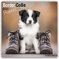Border Collie Puppies - Border Collie Welpen 2025 - 16-Monatskalender - Avonside Publishing Ltd