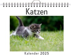 Katzen - (Wandkalender 2025, Kalender DIN A4 quer, Monatskalender im Querformat mit Kalendarium, das perfekte Geschenk) - Olivia Münch