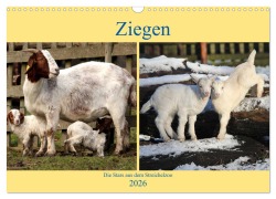 Cover-Bild zum Titel 'Ziegen - Die Stars aus dem Streichelzoo (Wandkalender 2026 DIN A3 quer), CALVENDO Monatskalender' von 'Arno Klatt'