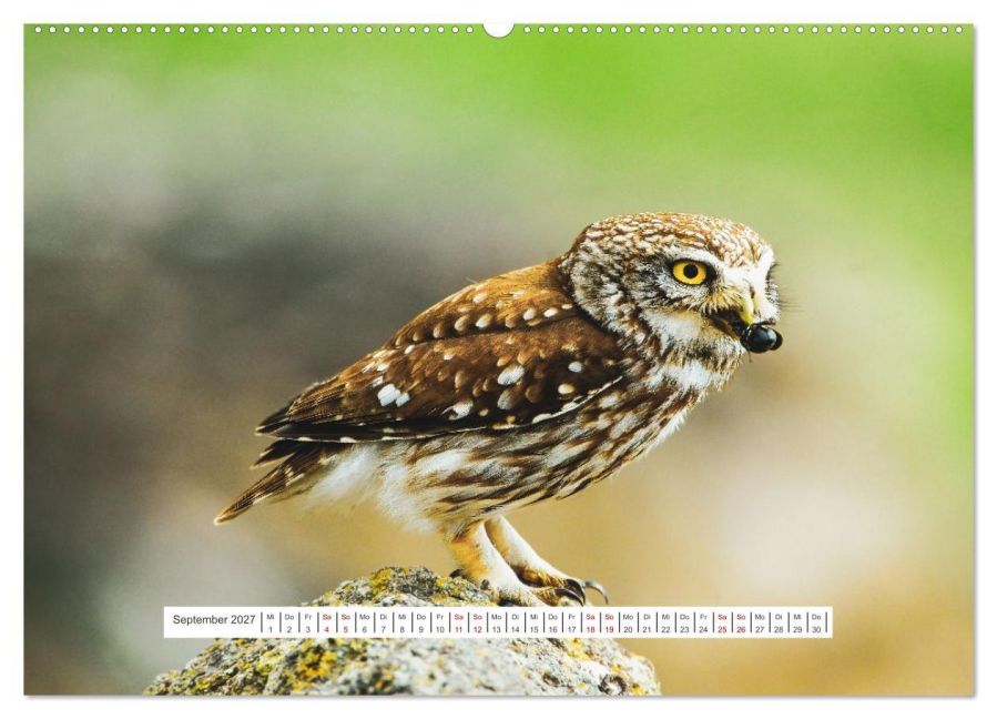 InsideView 13